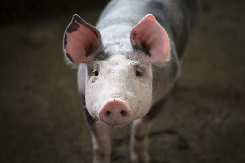 livestock, one animal, pets, domestic animals, animal themes, black background, animal body part, pig, looking at camera, front view, no people, portrait