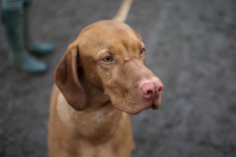 hungarian, sitting, purebred Dog, animal eye, day, looking, weimaraner, looking away, pets, muzzle, vizsla, cute, tan, animal, portrait, outdoors, domestic
