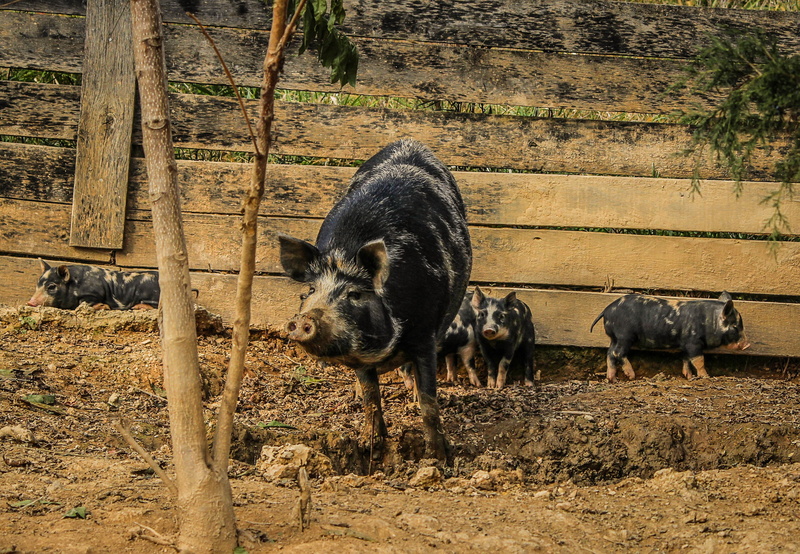 breeding, rural, swine, land, no people, domestic, day, field, farming, Sow, piglet, agriculture, animal family, pig, pigpen, animal, 2K, Mammal, group of animals