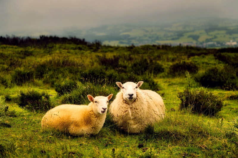 farm, 1080P, landscape, mammals, animals, field, grass