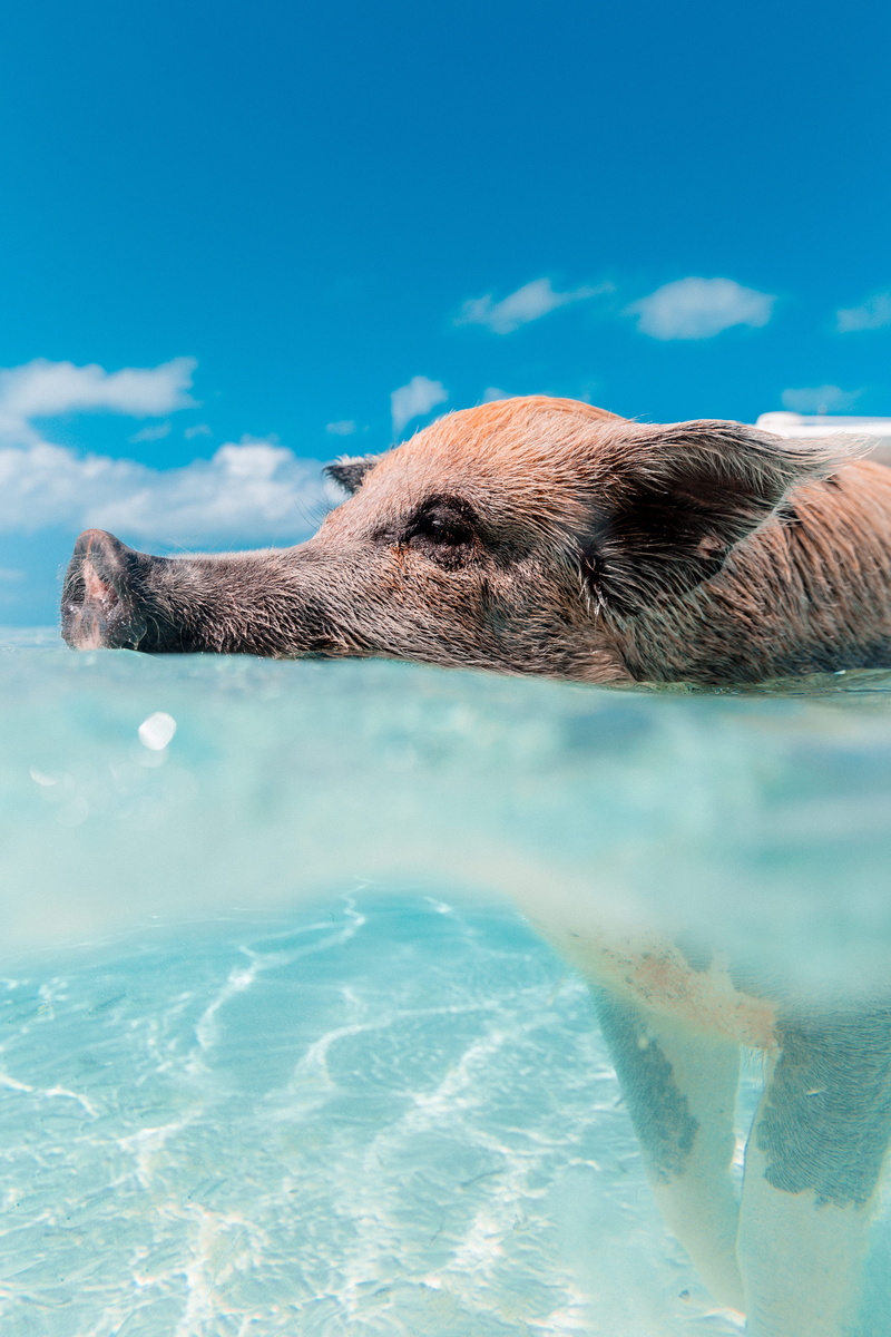swim, animal, blue, canine, gray, waterfront, animal themes, day, pig, domestic animals, nature, board, swimming pool, domestic, outdoors, sea, wildlife