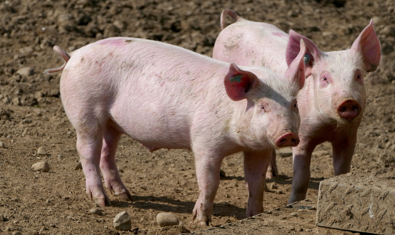 pink color, pigs, hungry, curiosity, curious, standing, pig breeding, animal husbandry, animal, animal themes, heat, art fair, domestic animals, sun, attitude
