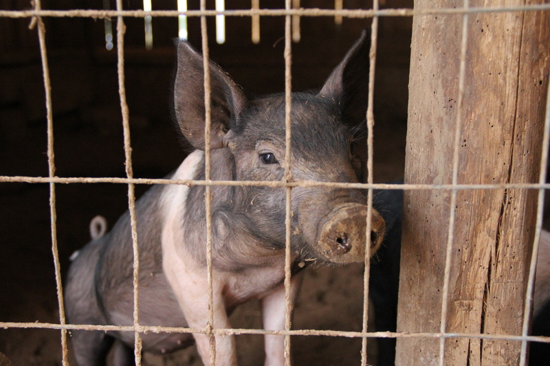 meat, animal head, no people, fence, pig pen, baby, cute, piggy, farming, animals in captivity, hog, rural, animal pen, livestock, close-up, breeding, pig