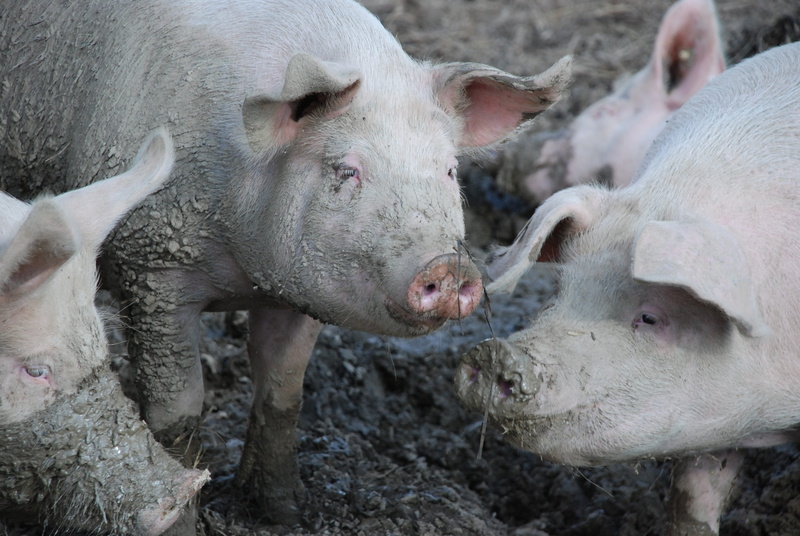 pig breeding, herd, nature, snout, pigs, animal, pets, animal head, animal body part, farm, happy, dirty, agriculture, animal themes, dirt, domestic, livestock