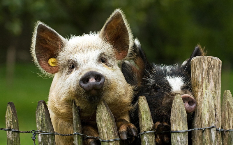 animals, fence, 2K, piglets, 2560x1600, pigs, two