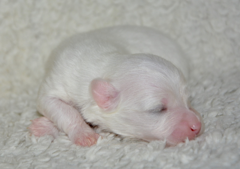 pets, animal head, closeup, domestic, close-up, indoors, young animal, baby, animal, rodent, little puppy, white coat, domestic animal, white color, photo
