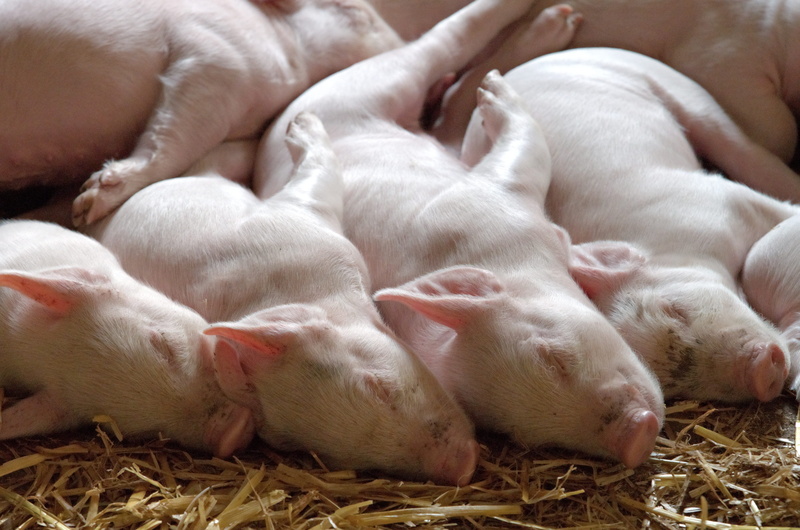 barn, pig, group of animals, adorable, snout, herd, breeding, generation, dreaming, omnivorous, large group of animals, cute, exhausted, product, farming