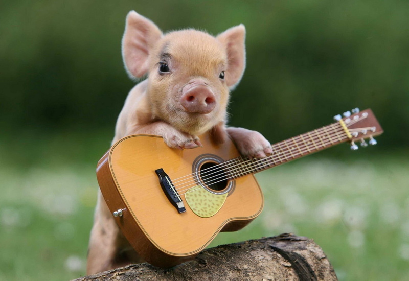 brown, piglet, pig, guitar, little, 1080P, little pig, acoustic