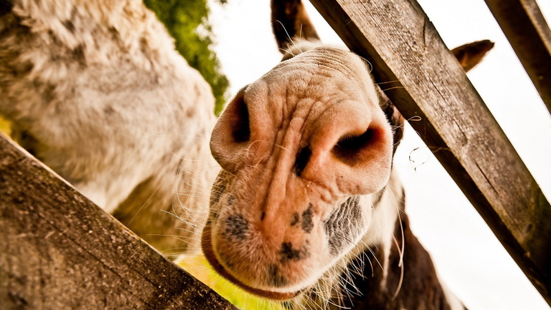 animal mouth, domestic, focus on foreground, vertebrate, no people, day, 1080P, mammal, animal wildlife, animal head, livestock, animal themes, herbivorous