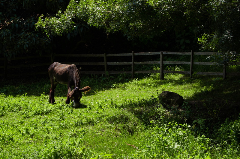 4K, animal, pets, domestic animals, outdoors, tree, nature, domestic, vertebrate, green color, horse, land, animal themes, agriculture, grass, plant, one animal