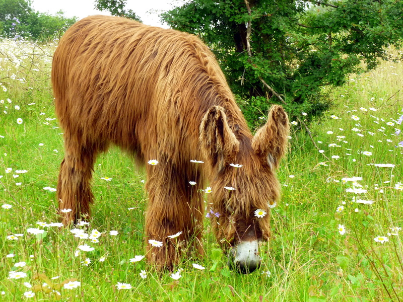 grazing, daytime, animal wildlife, horned, meadow, field, pets, brown, cattle, mammal, Rural, agriculture, Animal, animal themes, animals And Pets, plant