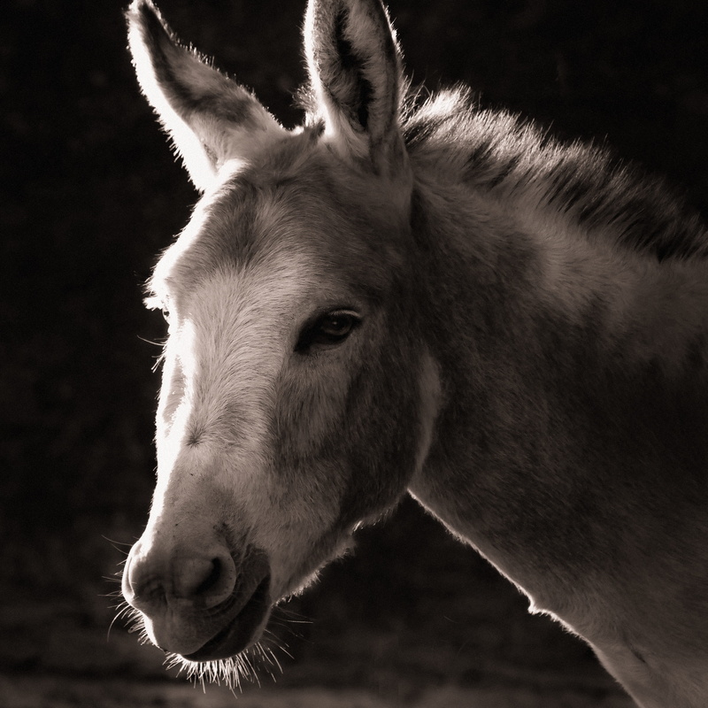 home, livestock, head, black and white, mule, one animal, animal themes, animal body part, animal head, horse, domestic, vertebrate, portrait, no people