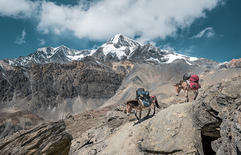 carrying, snow, adventure, two, nature, beauty in nature, donkeys, hills, landscape, cloudy, donkey, winter, mature men, 2K, people, activity, leisure activity