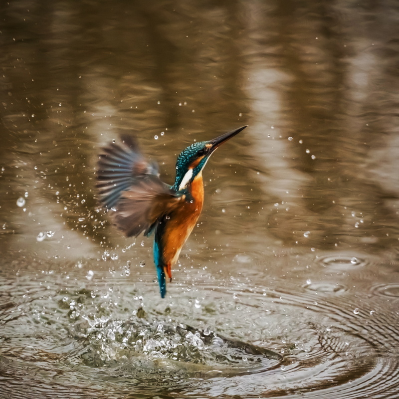winged, fauna, no people, water, lake, fly, animals in the wild, animal themes, alcedo atthis, female, waterfront, day, birds, feathered, flapping, splashing