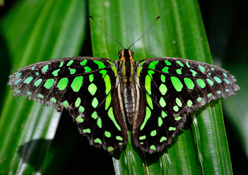 animal markings, leaf, green color, macro, animal Wing, exotic insect, animals in the wild, invertebrate, butterfly, wildlife, beauty In Nature, plant