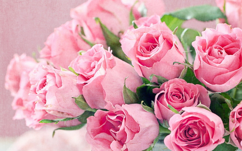 desktop, hd, bouquet, flowers, 2K, fresh, backgrounds, pink, roses