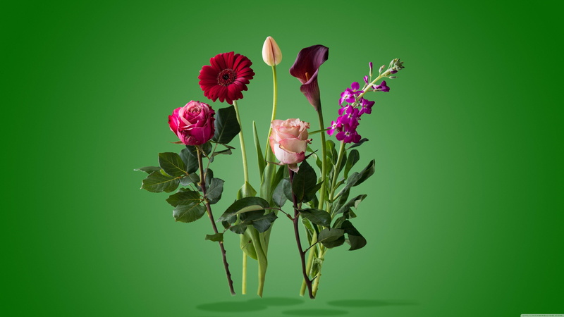 flower, cut flowers, inflorescence, plant part, flower head, flowering plant, nature, green color, close-up, garden roses, indoors, vulnerability, bouquet