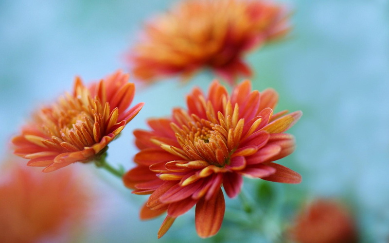 chrysanthemums, 1080P, flowers, orange