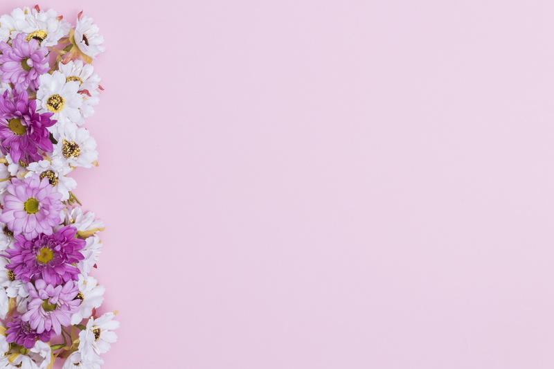 pink background, flowers, 5K, chrysanthemum
