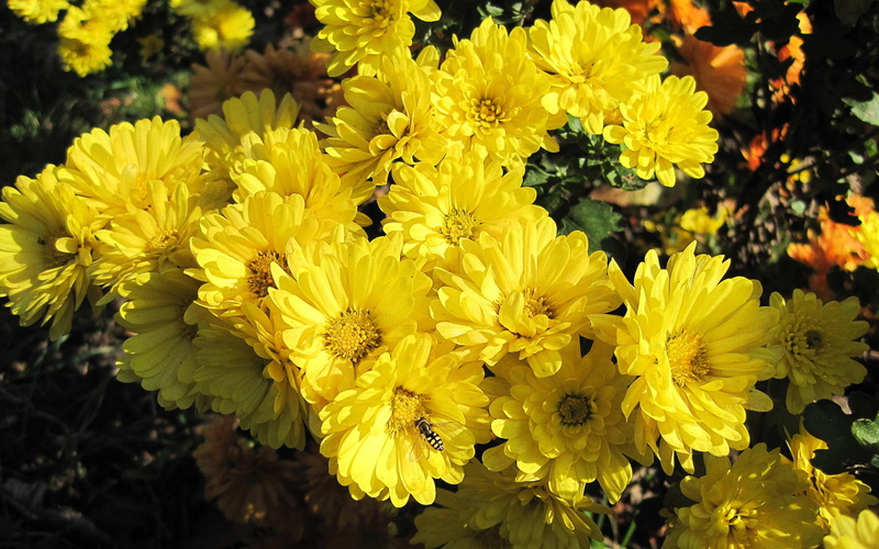 1080P, flowers, 1920x1200, yellow, chrysanthemum