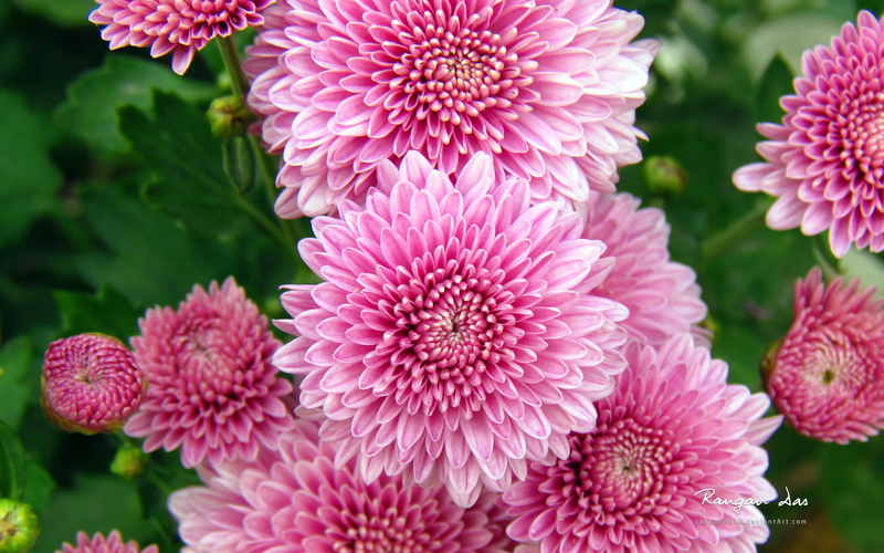 chrysanthemum, flowers, 1080P, pink