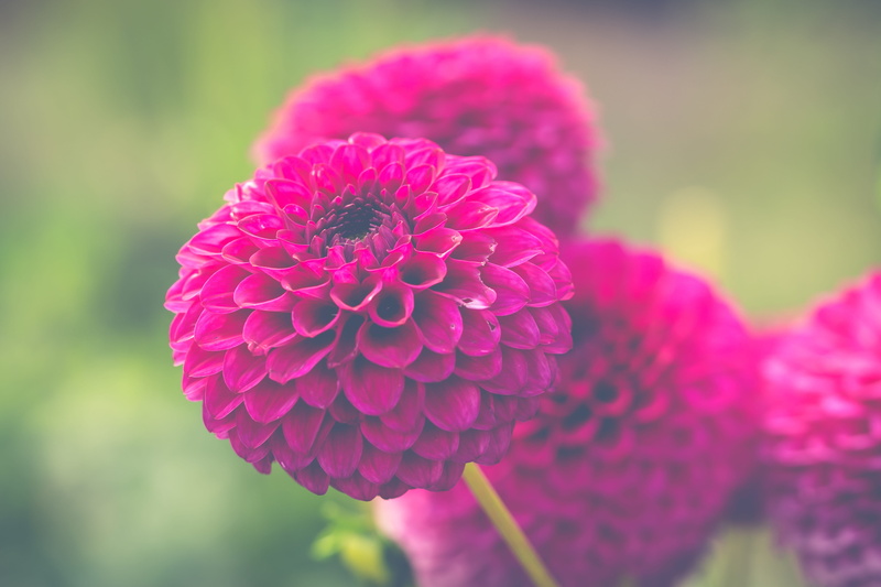 park - man made space, bloom, close-up, purple, background, freshness, flowers, colors, chrysanthemum, vulnerability, focus on foreground, growth, no people