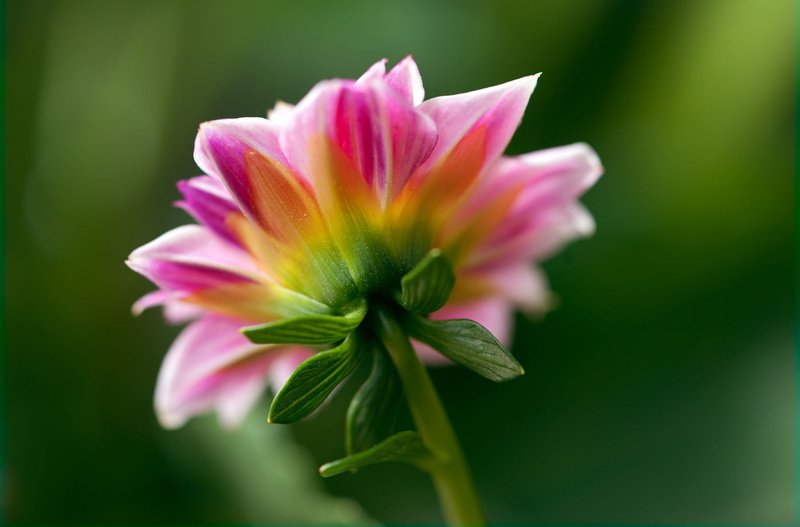 leaf, focus, beauty In Nature, Plant, shallow focus, pink Color, pink, flower Head, botany, Flower, close-up, shades, green, shallow, yellow, petal, Details