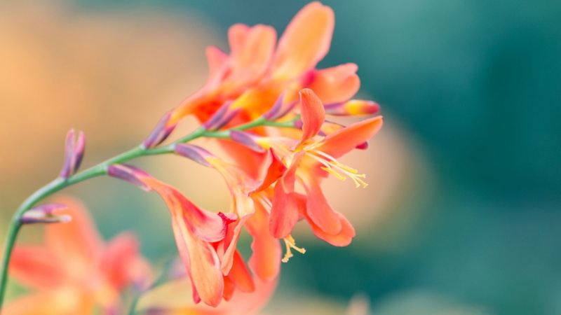 flowers, plants, soft, orange flowers, 1080P, nature