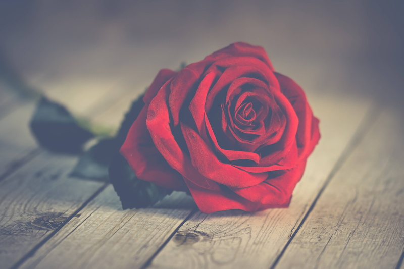 nature, love, romantic, background, 4K, roses