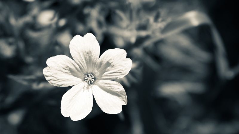 vulnerability, blue, outdoors, monochrome, photography, flowering plant, botany, beauty In Nature, white, no People, backgrounds, petal, single Flower