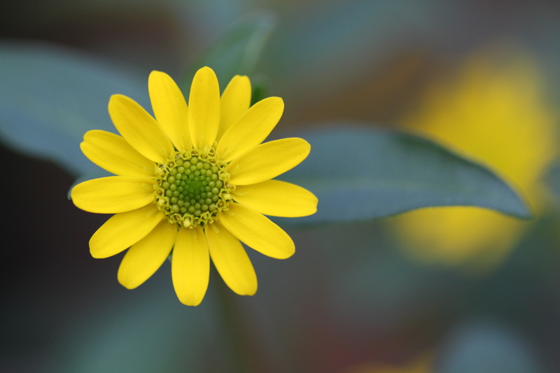 plant, formal Garden, beauty In Nature, daisy, nature, blossom, fragility, multi Colored, petals, summer, vulnerability, backgrounds, day, meadow, freshness