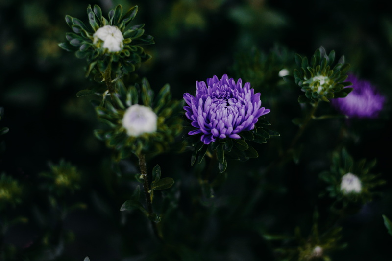 purple, close-up, focus on foreground, growth, selective focus, freshness, leaves, tree, chrysanthemum, bright, nature, plants, plant, garden