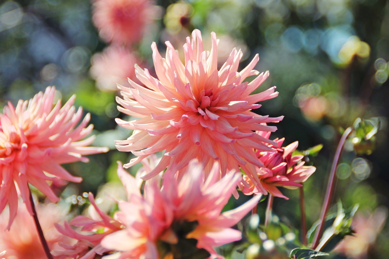 flower head, growth, fragility, dahlias, inflorescence, flower, focus on foreground, outdoors, pink color, day, selective focus, nature, plants, close-up