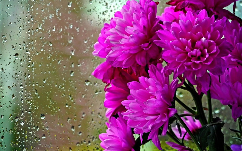 Purple, 1080P, Water, Drops, Glass, Flowers, chrysanthemum