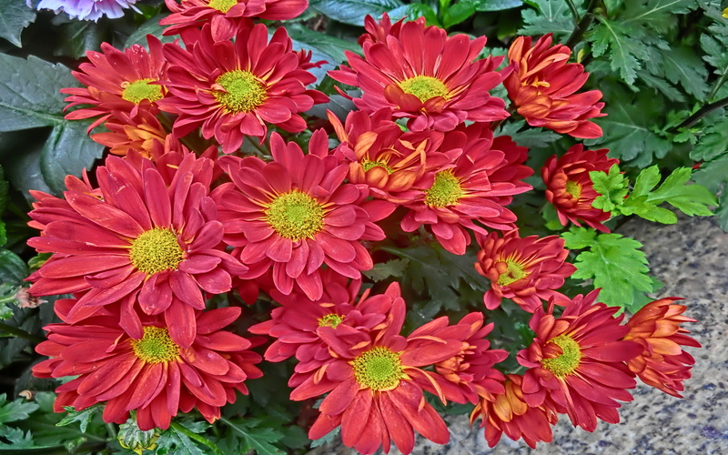 2K, home, flowers, phones, color, daisy, beautiful, mobile, desktop, chrysanthemum, computer, red