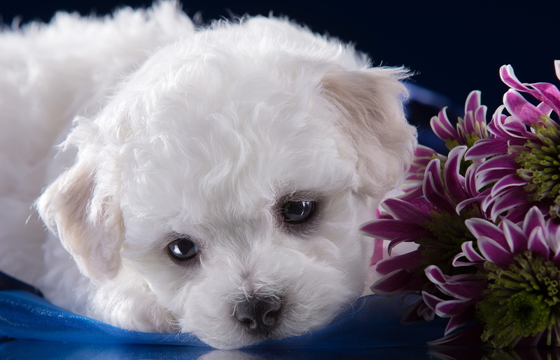 2K, chrysanthemum, Bichon Frise, puppy, white, muzzle, cute