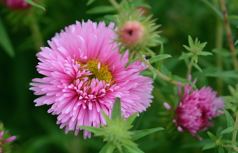 vulnerability, bloom, yellow, sky, chrysanthemum, flower head, beauty in nature, garden, focus on foreground, green, detail, orange, nature, pink flower