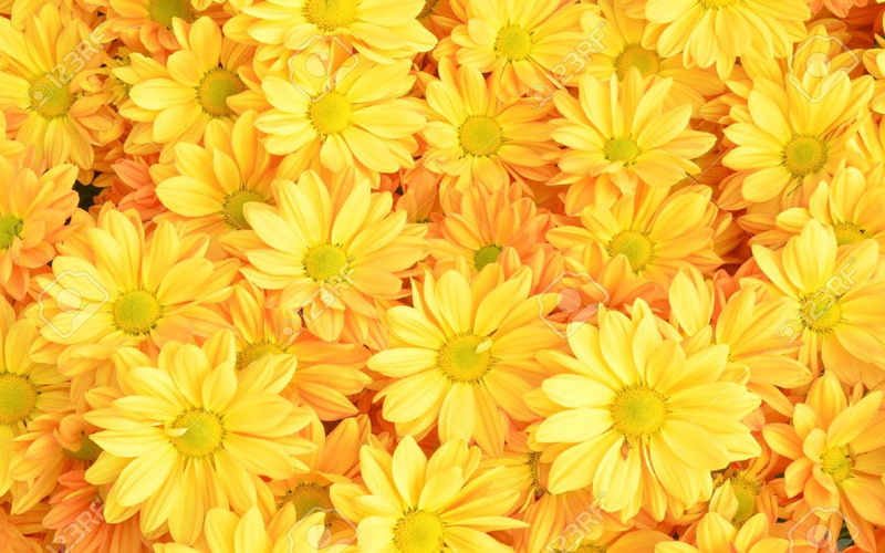 2K, background, yellow, chrysanthemum, flowers