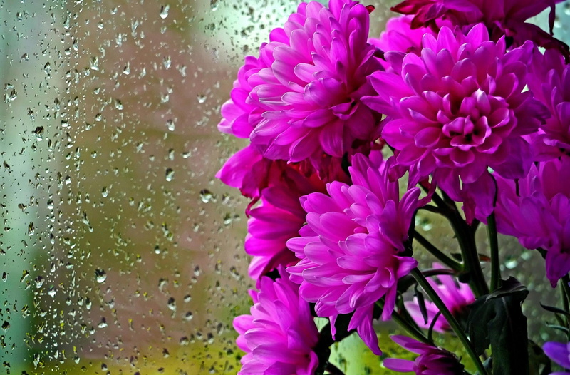 close-up, outdoors, drop, springtime, flowers, macro, purple, green Color, petal, freshness, decoration, multi Colored, wet, raindrop, 1080P, growth, leaf