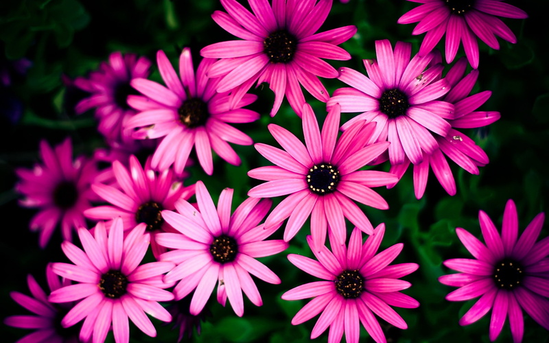 daisies, Beautiful, Chrysanthemum, 1080P, Pink, Flowers