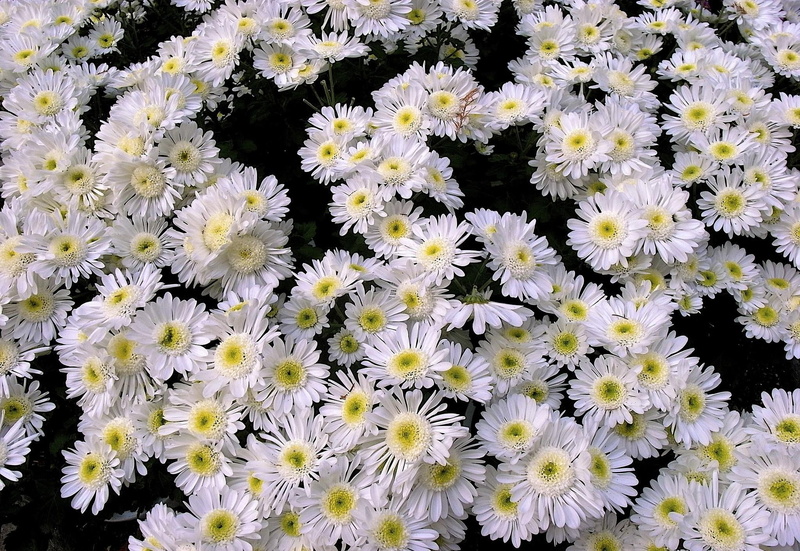 springtime, many, fragility, backgrounds, plant, petal, botany, daisy, vulnerability, chrysanthemum, nature, high angle view, macro, white, blossom, pattern