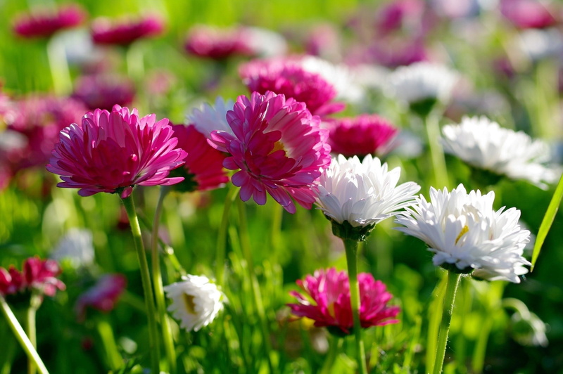 animal themes, purple, colors, chrysanthemums, vulnerability, fragility, white, outdoors, pink Color, inflorescence, pollination, meadow, formal Garden
