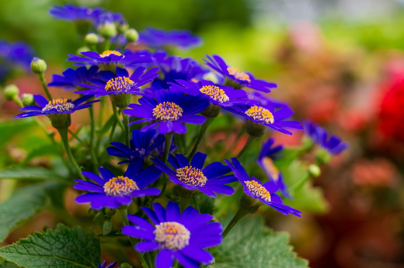 flowering plant, summer time, nature, chrysanthemum stone, purple, beauty in nature, focus on foreground, pollen, close-up, wild, growth, Chrysanthemum