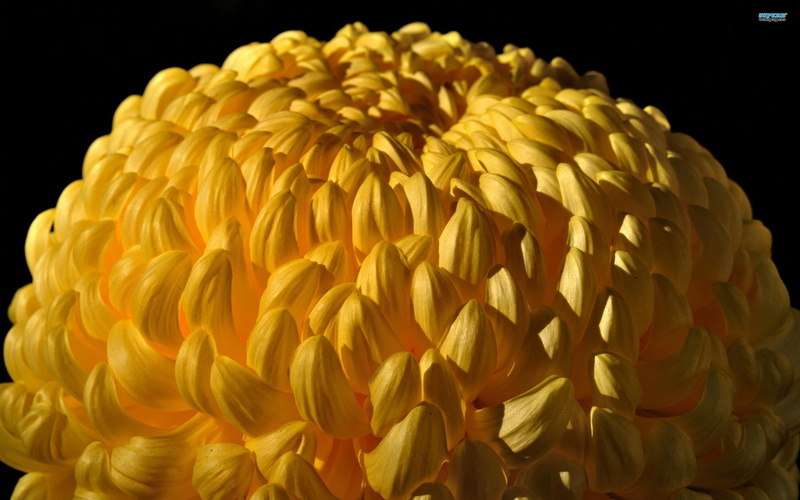 bloom, flower, 2K, sallow, chrysanthemum, nature and landscapes, yellow