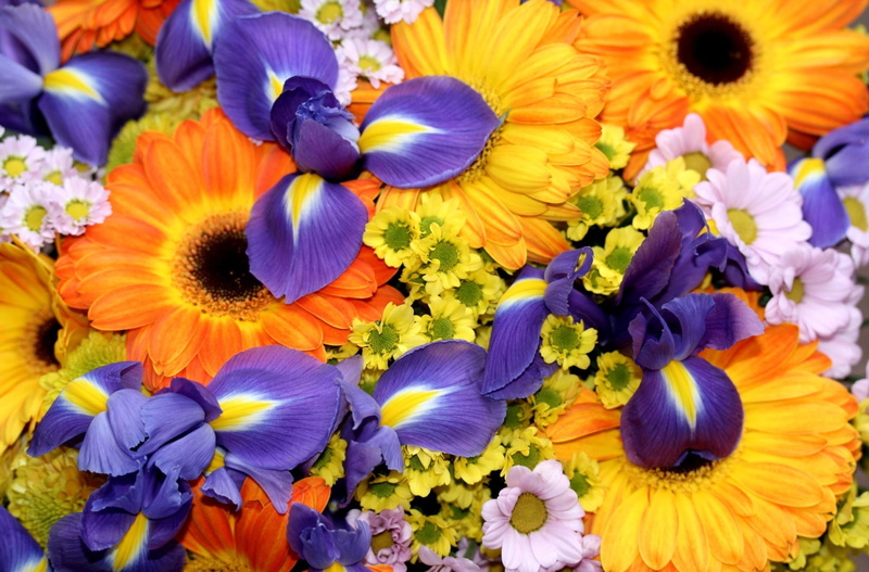orange Color, blue, growth, freshness, flower Head, inflorescence, day, blossom, close-up, springtime, high angle view, plant, full frame, summer, nature