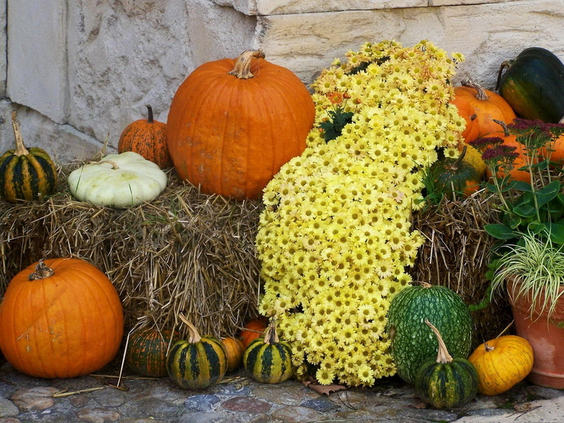 market, outdoors, gourd, halloween, chrysanthemums, healthy eating, ripe, plant, still life, decoration, high angle view, flowers, green color, day, freshness