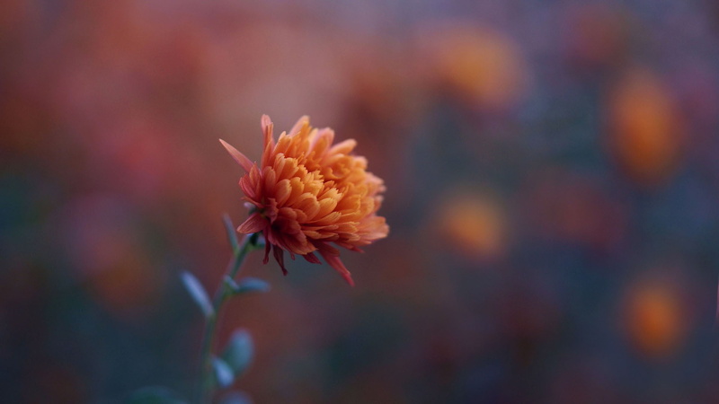 flowers, nature, plants, chrysanthemums, 1080P