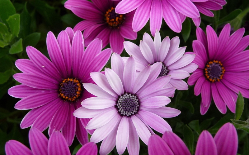 nature, background, chrysanthemums, 1080P, photo