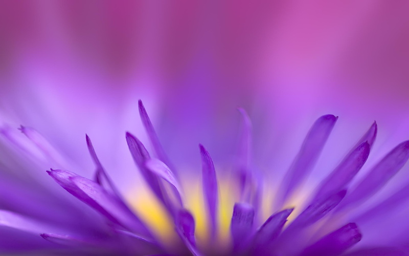 chrysanthemum, nice, 2K, 3d and abstract, nature, lilac, flowers