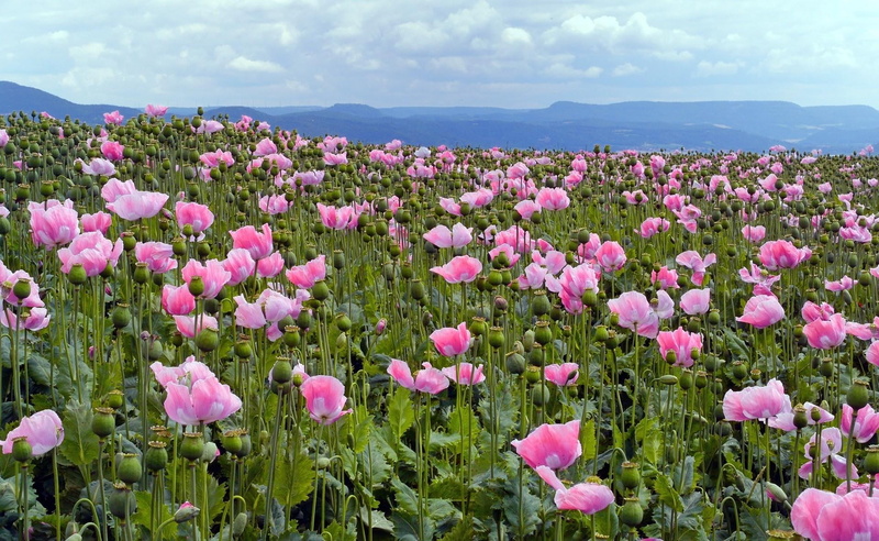 pink Color, purple, day, horizon, no People, non-Urban Scene, pink, red, flowerbed, green Color, flower, poppies, blossom, landscape, field, growth, blue